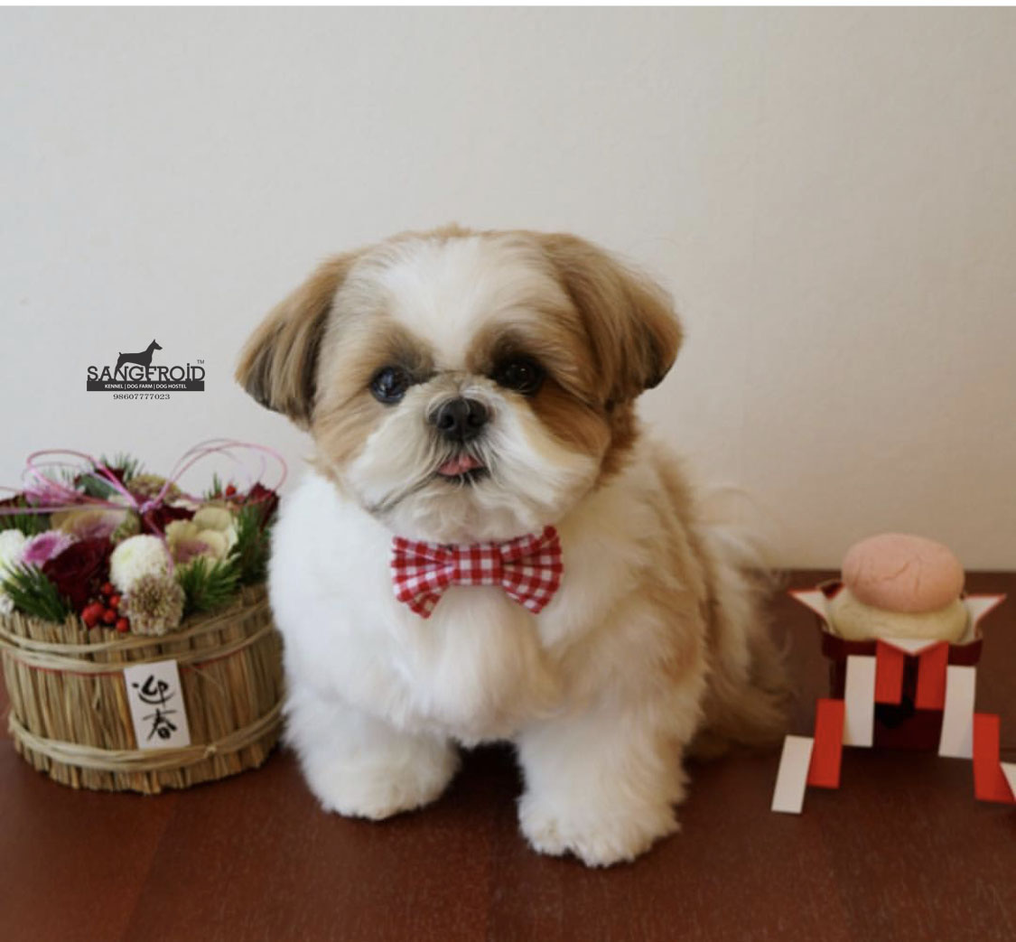 Image of Shih Tzu posted on 2022-08-22 04:07:05 from Mumbai